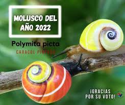 la-polymita-picta-cubaine-declaree-mollusque-de-lannee-2022