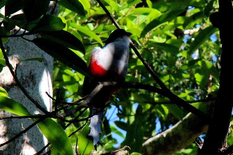 le-festival-des-oiseaux-endemiques-des-caraibes-revient-au-centre-de-cuba